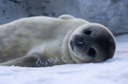 baby seal1