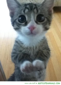 cute-animals-cat-kitten-begging-pics