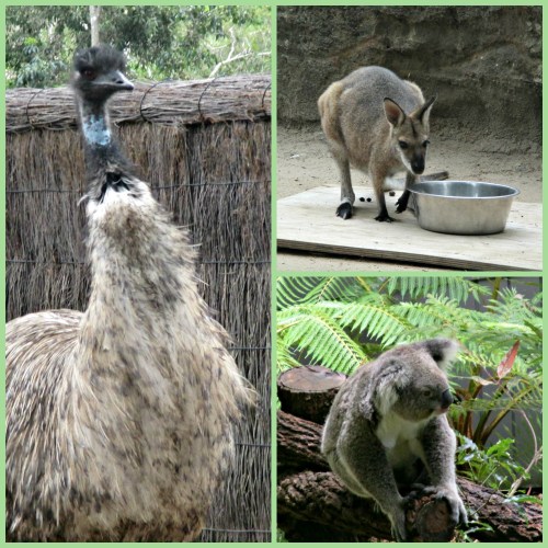 Aussie animals